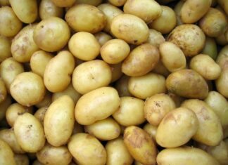 Surge in Indian processed potato exports to Southeast Asia potato
