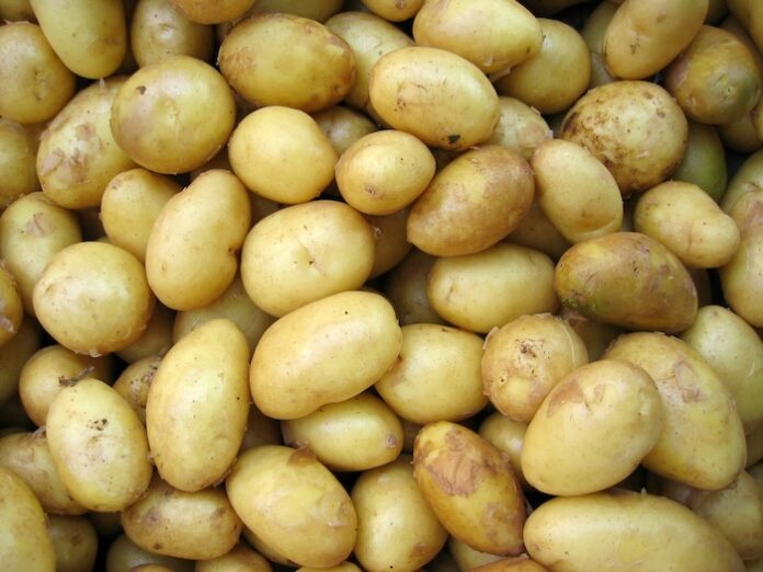 potato potato