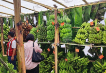 APEDA at Nagaland Banana Festival 2025, Wokha APEDA