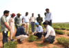 Groundnut
