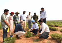 Groundnut