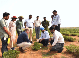 Discovery offers hope against groundnut disease Groundnut