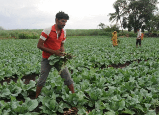 Sahyadri Farms – Rewriting economics of Indian agriculture Sahyadri