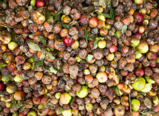 India strengthens cold-chain infra to reduce post-harvest food losses food