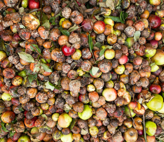 India strengthens cold-chain infra to reduce post-harvest food losses food