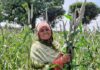 World’s first three-way pearl millet hybrid millet