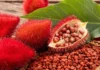 annatto