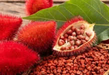 annatto
