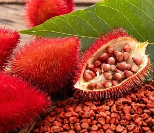 annatto