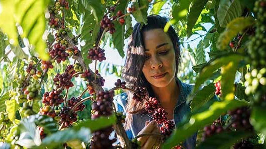 ILO, Nestlé partner to advance labor rights in coffee supply chains Nestlé