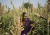 Why agri-input dealers matter more than ever in an era of agricultural uncertainty agri