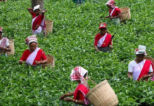 Tea exports double over past decade – Piysuh Goyal Tea