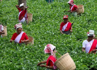 Tea exports double over past decade – Piyush Goyal Tea