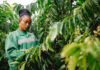 Mix of coffee varieties unlocks higher yields coffee