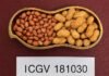 New high-oleic groundnut varieties from ICRISAT and partners groundnut