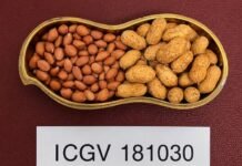 groundnut