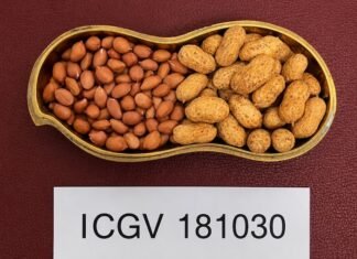 groundnut