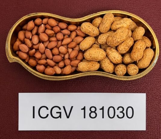 groundnut