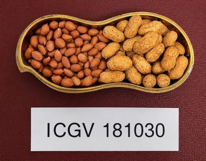 groundnut