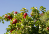 Climate change shadow over Himachal’s apple economy apple