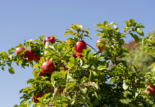 Climate change shadow over Himachal’s apple economy apple