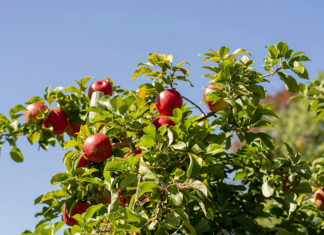 apple