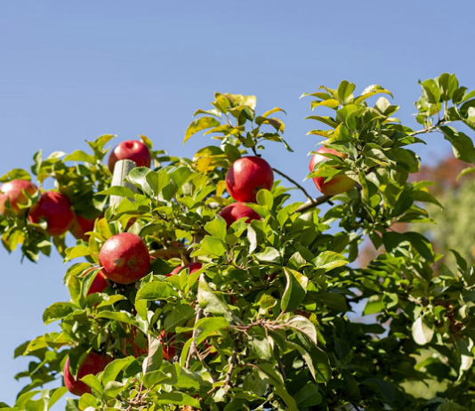 apple