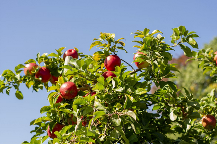 image - 2026-07-09T104818.506 apple