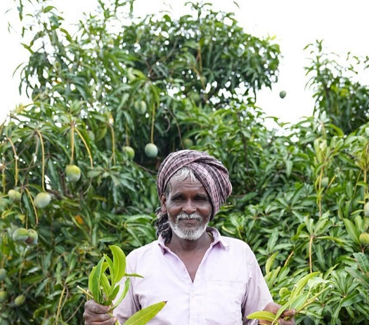 APEDA push for mango, makhana exports APEDA