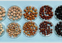 ICAR’s genome breakthrough for better pigeonpea varieties ICAR