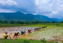 Odisha’s agri and food processing exports expected to reach US$ 1 billion by 2035: Assocham Odisha