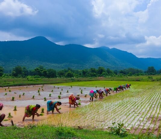Odisha’s agri and food processing exports expected to reach US$ 1 billion by 2035: Assocham Odisha