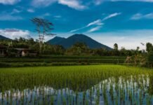 Biodiversity authority releases Rs 8.22 crore for rice research Biodiversity authority