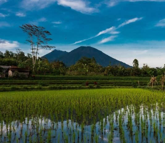 Biodiversity authority releases Rs 8.22 crore for rice research Biodiversity authority