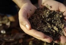 How the Nescafé Plan is changing the coffee supply chain coffee