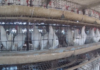Animal body flags hygiene and biosecurity concerns at poultry units Animal