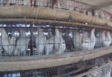 Animal body flags hygiene and biosecurity concerns at poultry units Animal