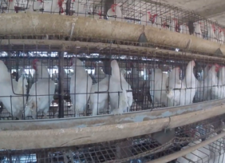 Animal body flags hygiene and biosecurity concerns at poultry units Animal