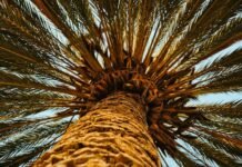 Date seeds as sustainable packaging date