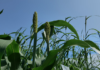 Advancing AI for climate-resilient crops AI