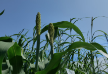 Advancing AI for climate-resilient crops AI