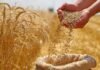 wheat