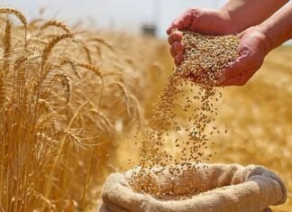 wheat