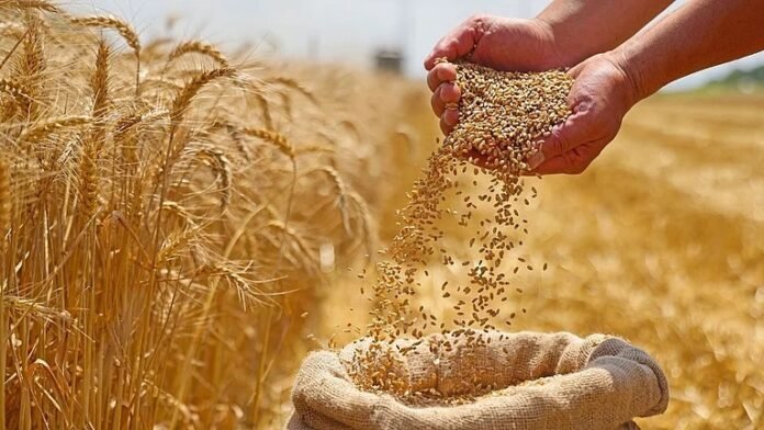 wheat